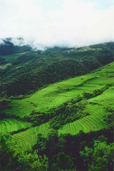 Mongar rice paddies